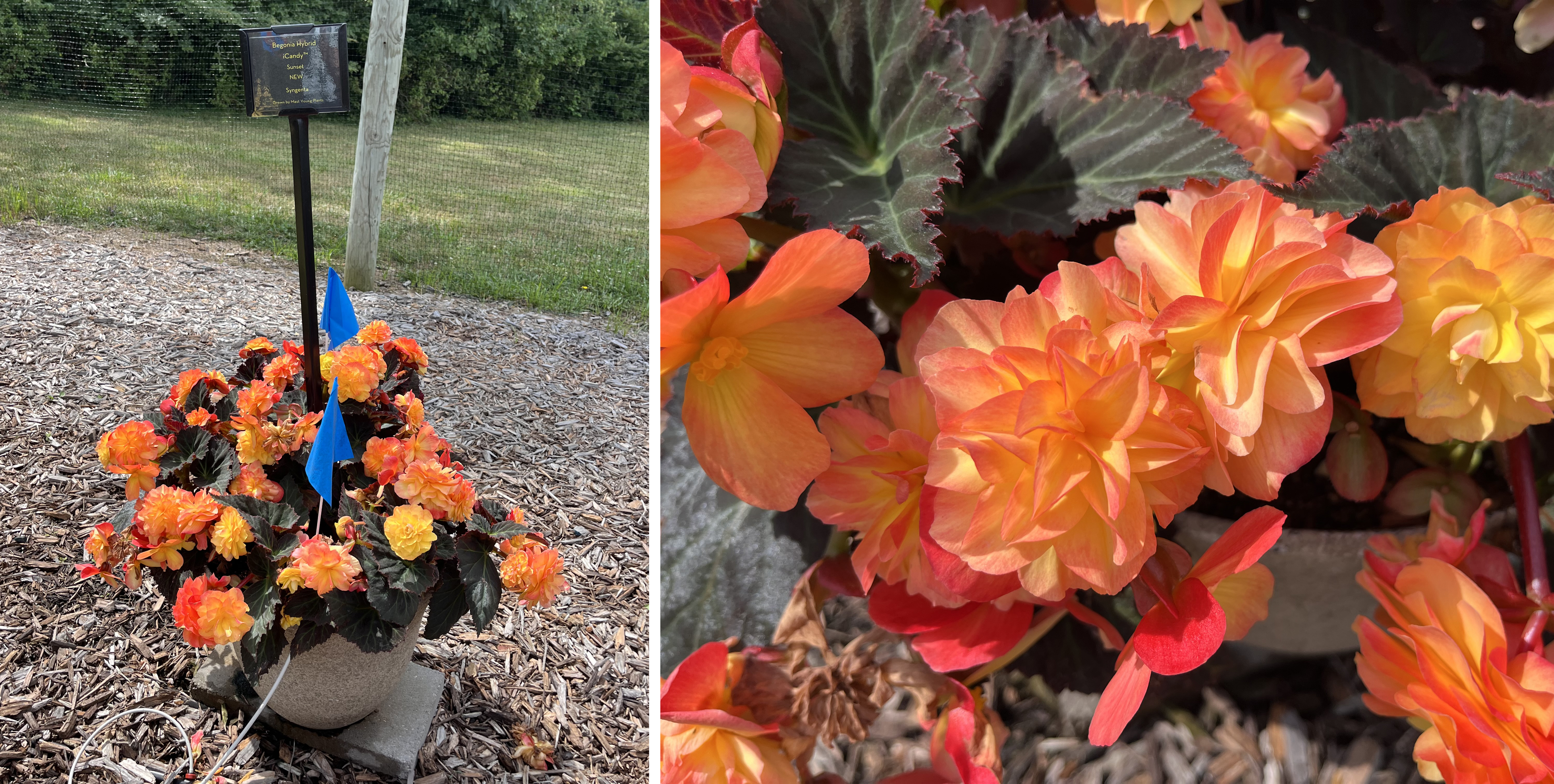 Two views of Begonia hybrid &lsquo;Canary Song.&rsquo; Left: A container overflowing with ruffled yellow-orange flowers and dark foliage, marked with a label and blue flags. Right: A close-up of the glowing orange and yellow double blooms.